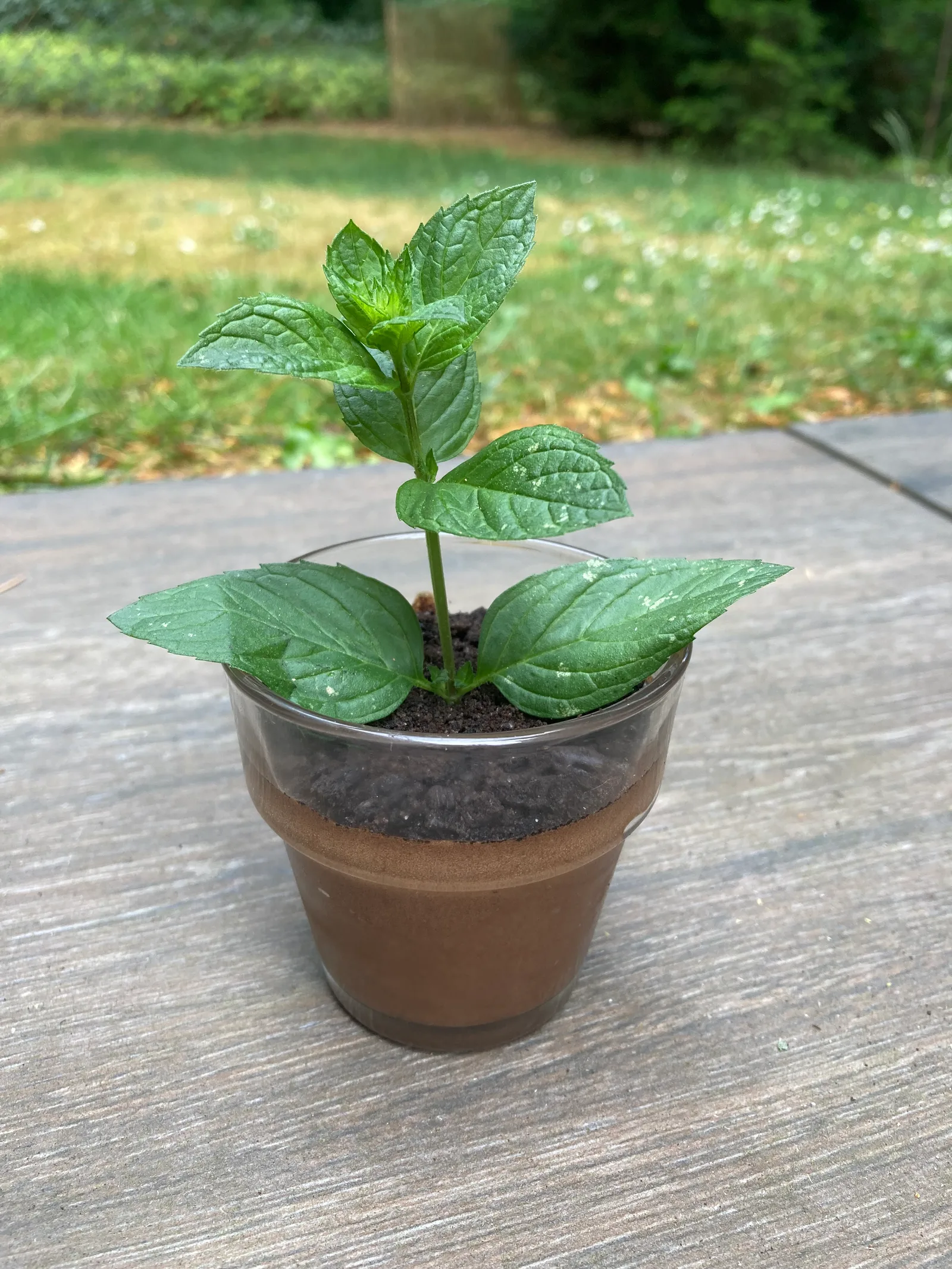 Ma menthe en trompe l’œil
